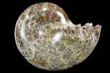 Polished, Agatized Ammonite (Phylloceras?) - Madagascar #149239-1